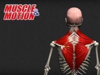 Muscle and Motion – Anatomy Education...